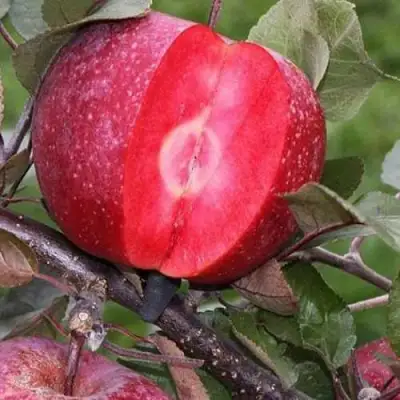 Яблоня РЕД КЕТТИ в Полоцке