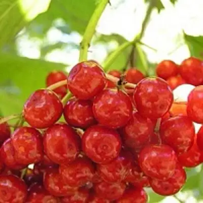 Калина КИЕВСКАЯ САДОВАЯ в Полоцке