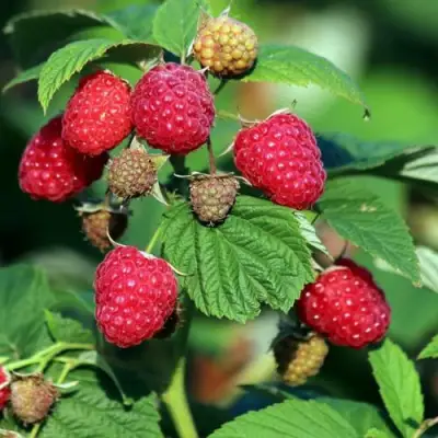 Малиновое дерево СКАЗКА в Полоцке