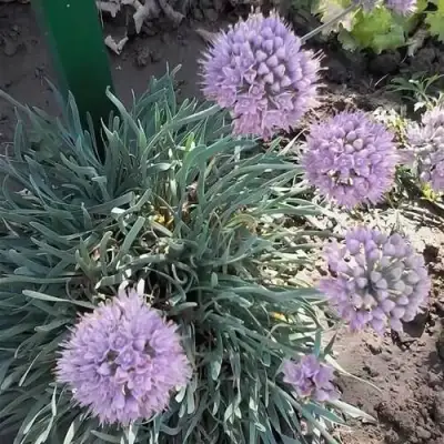 Лук СПИРАЛИС горный в Полоцке