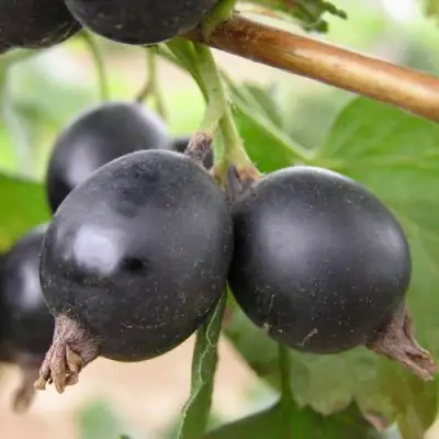 ЙОШТА в Полоцке