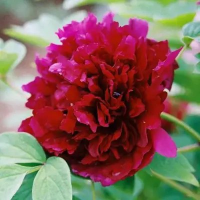 Пион ГАЛАКТИКА травянистый в Полоцке