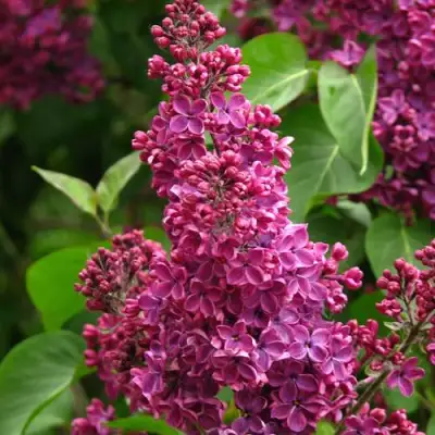 Сирень ЗНАМЯ ЛЕНИНА в Полоцке