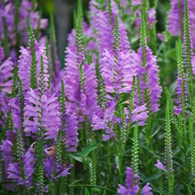 Физостегия РОЗЕЯ виргинская в Полоцке