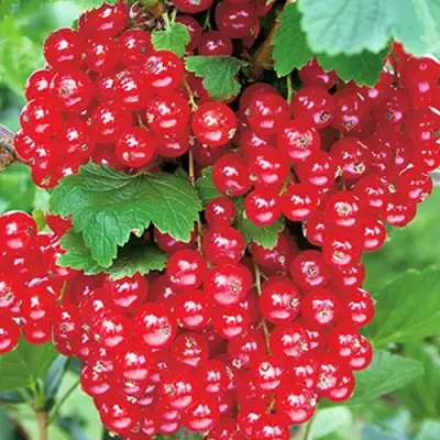 Смородина красная РУДНЕУС в Полоцке