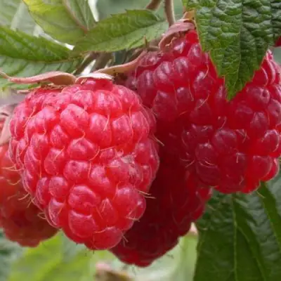 Малина ПИНГВИН в Полоцке