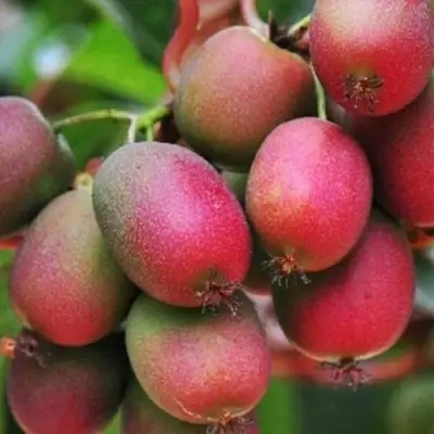 Актинидия ВЕЙКИ аргута в Полоцке