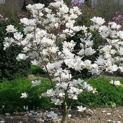 Магнолия АЛЬБА СУПЕРБА в Полоцке