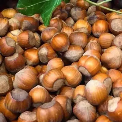 Фундук ТОНДА ДЖИФФОНИ в Полоцке