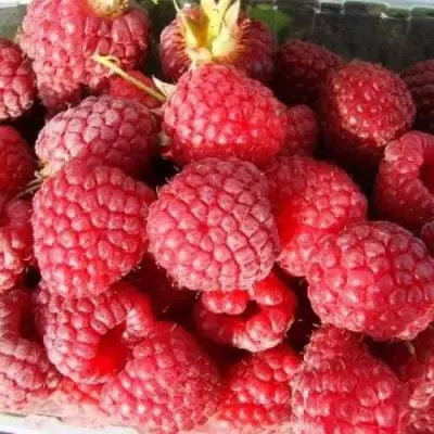 Малина ПОЛЕСЬЕ в Полоцке