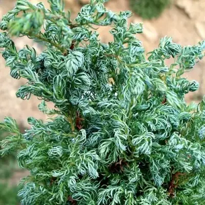 Кипарисовик БЕБИ БЛЮ горохоплодный в Полоцке