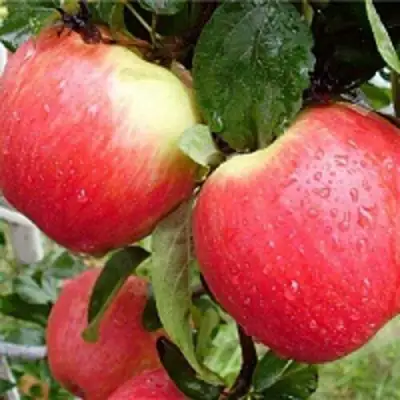 Яблоня ЖЕНЕВА (ЖЕНЕВА ЭРЛИ) в Полоцке