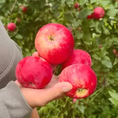 Яблоня АКСЕНА в Полоцке