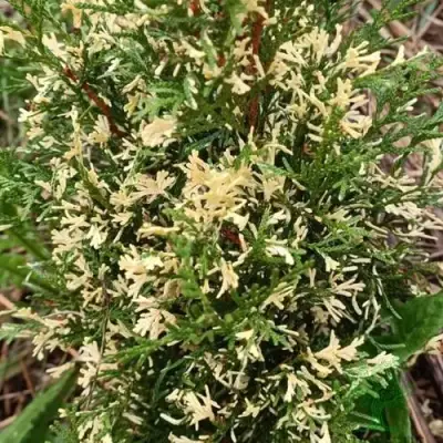 Туя БРАБАНТ ВАРИЕГАТТА западная в Полоцке