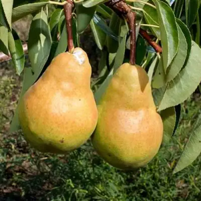 Груша ДЮШЕС ЛЕТНИЙ в Полоцке