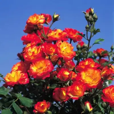 Роза ТАЙФУН спрей в Полоцке