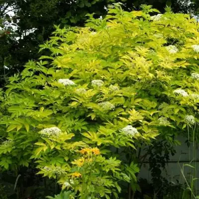 Бузина черная АУРЕА в Полоцке