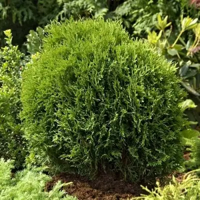 Туя ТИНИ ТИМ западная в Полоцке