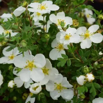 Лапчатка АББОТСВУД кустарниковая в Полоцке