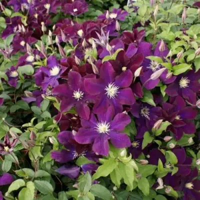 Клематис ГЕРОИ ВАРШАВЫ в Полоцке