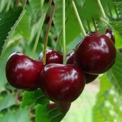 Вишня ЖАДАНА в Полоцке