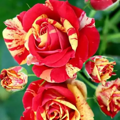 Роза ФАЙЕР ФЛЕШ спрей в Полоцке