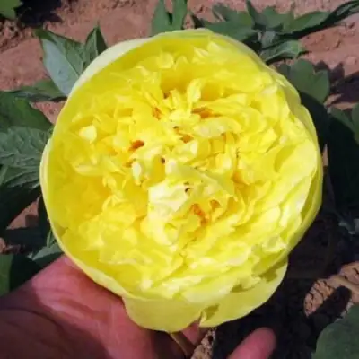 Пион ЗОЛОТО ПОДНЕБЕСНОЙ древовидный в Полоцке