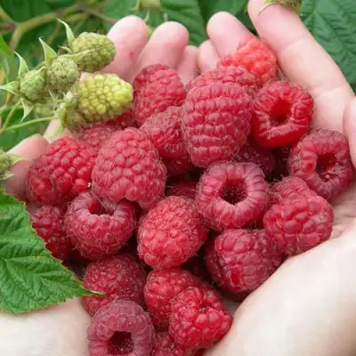 Малина МОЛЛИНГ ДЖУНО в Полоцке