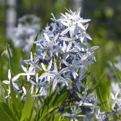 Амсония ТАБЕРНЕМОНТАНА в Полоцке