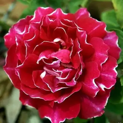 саженцы розы БАРОН ЖИРО ДЕ ЛЕН