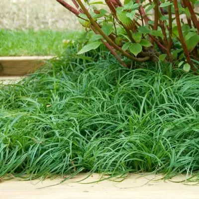 Осока БИТЛЗ в Полоцке