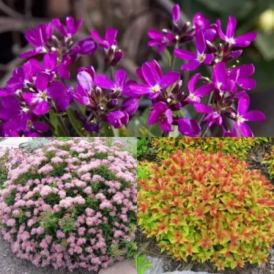 Комплект ЯПОНСКИЙ САД в Полоцке