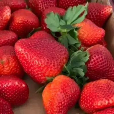 Клубника МОНТЕРЕЙ ремонтантная в Полоцке