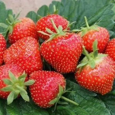 Клубника ЭЛЬСАНТА в Полоцке