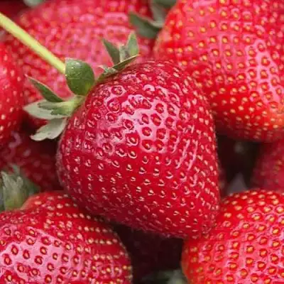 Клубника СЕЛЬВА ремонтантная в Полоцке