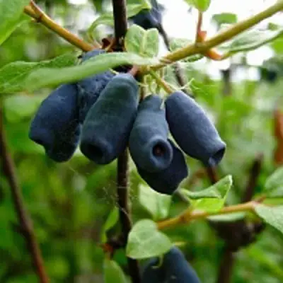 Жимолость съедобная ВОЛХОВА в Полоцке