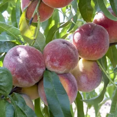 Персик ЗАРМЕНЮ в Полоцке