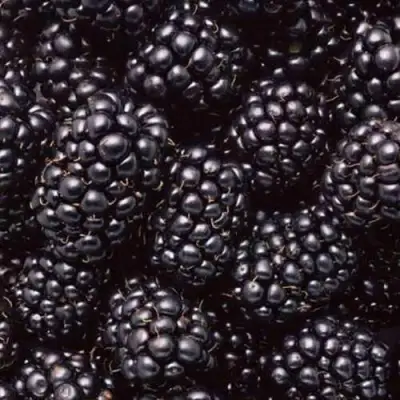 Ежевика ОРКАН бесшипная  в Полоцке