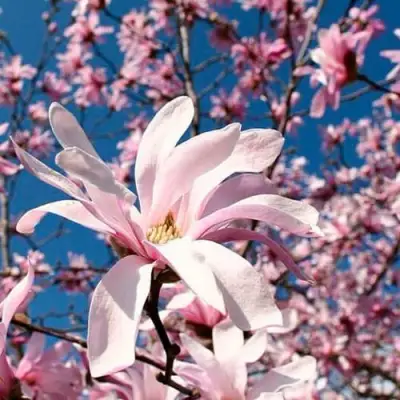 Магнолия РОЗЕЯ в Полоцке