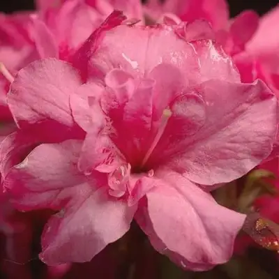 Азалия РОКОКО японская в Полоцке