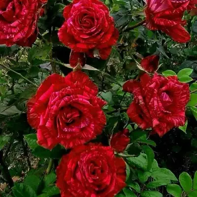 Роза РЕД ИНТУИШН чайно-гибридная в Полоцке