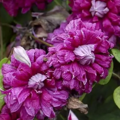 Клематис ПУРПУРЕА ПЛЕНА ЭЛЕГАНС в Полоцке