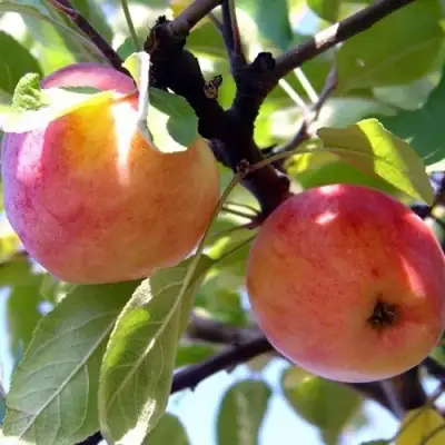 Яблоня АБРИКОСОВАЯ в Полоцке