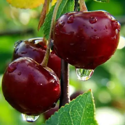 Вишня ЛАСУХА в Полоцке