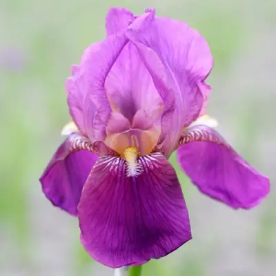 Ирис ИМПЕРАТОР бородатый в Полоцке