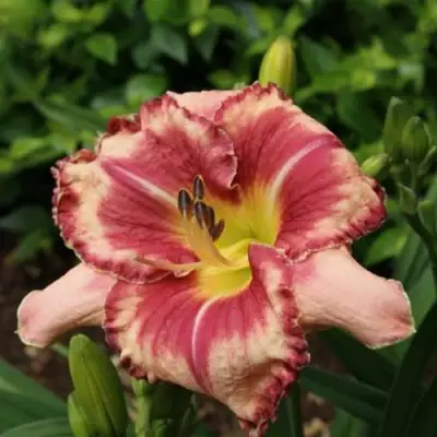 Лилейник АУТСТАНДИНГ гибридный в Полоцке