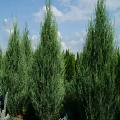 Можжевельник СКАЙРОКЕТ  скальный в Полоцке