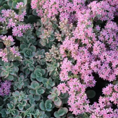 Очиток (седум) САНСПАРКЛЕР ЛАЙМ ЗИНГЕР в Полоцке