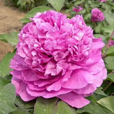 Пион ОРНАМЕНТ древовидный в Полоцке