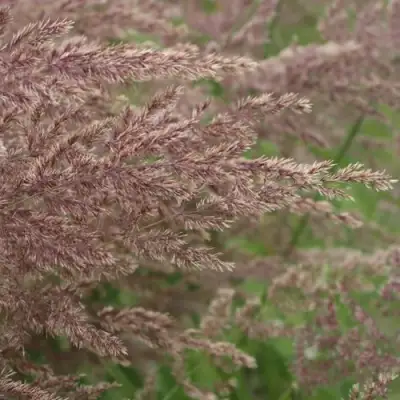 Вейник КАРЛ ФОРСТЕР остроцветковый в Полоцке